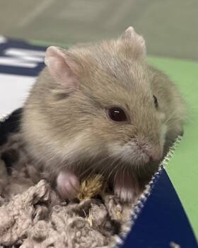 Rescue Hamster Hamsters for Adoption in Novato, California - Paleta Payaso | PetCurious