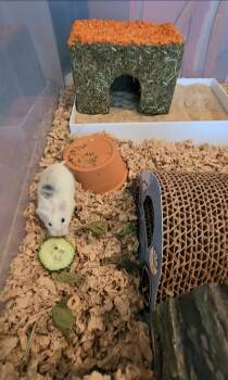 Rescue Dwarf Hamster Hamsters for Adoption in Tucson, Arizona - Sprinter | PetCurious