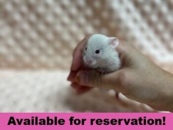 Rescue Hamster Hamsters for Adoption in Eugene, Oregon - Xaphon The Ender Of Kings | PetCurious