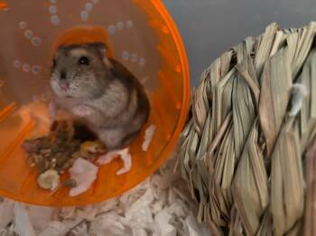 Rescue Hamster Hamsters for Adoption in Frankton, Indiana - Teal | PetCurious
