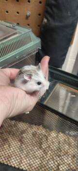 Rescue Hamster Hamsters for Adoption in Cincinnati, Ohio - Gabby | PetCurious