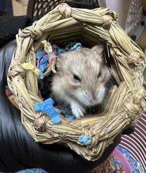 Rescue Hamster Hamsters for Adoption in San Gabriel, California - Fiji | PetCurious