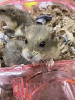 Rescue Dwarf Hamster Hamsters for Adoption in Prince Frederick, Maryland - Cupcake | PetCurious