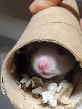 Rescue Hamster Hamsters for Adoption in Key West, Florida - Jasper | PetCurious