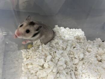 Rescue Hamster Hamsters for Adoption in Patchogue, New York - Ququ | PetCurious