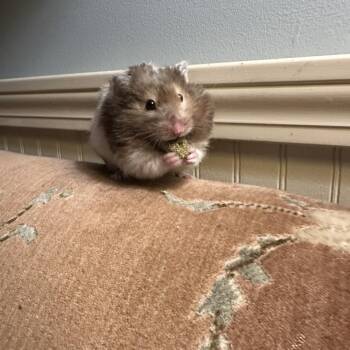 Rescue Hamster Hamsters for Adoption in Westbrook, Maine - Benji | PetCurious