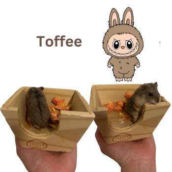Rescue Dwarf Hamster and Hamster Hamsters for Adoption in Ripon, California - Toffee | PetCurious