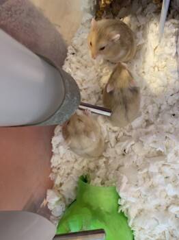 Rescue Hamster Hamsters for Adoption in San Diego, California - Hema Baby Girl Two B | PetCurious