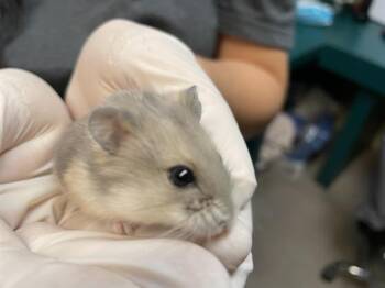 Rescue Hamster Hamsters for Adoption in Pasadena, California - A524866 | PetCurious