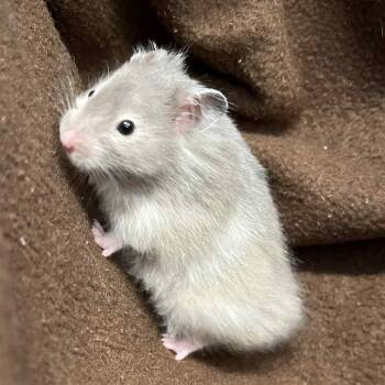 Rescue Hamster Hamsters for Adoption - Agar | PetCurious