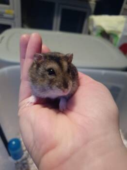 Rescue Hamster Hamsters for Adoption in Frankton, Indiana - Lime | PetCurious