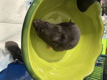 Rescue Hamster Hamsters for Adoption in Howell Township, New Jersey - Baby Syrian Hamsters | PetCurious