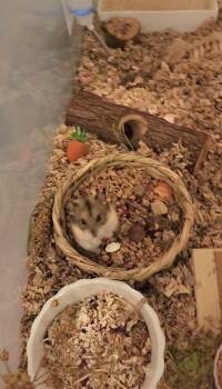 Rescue Dwarf Hamster and Hamster Hamsters for Adoption in Tucson, Arizona - Feistyanna | PetCurious