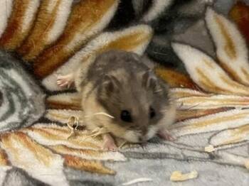 Rescue Hamster Hamsters for Adoption in Annapolis, Maryland - Zucchini | PetCurious