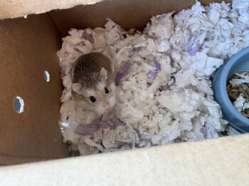 Rescue Dwarf Hamster Hamsters for Adoption in Grand Rapids, Michigan - Churro | PetCurious