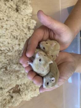 Rescue Hamster Hamsters for Adoption in San Diego, California - Hemlata Baby Boy 3 | PetCurious