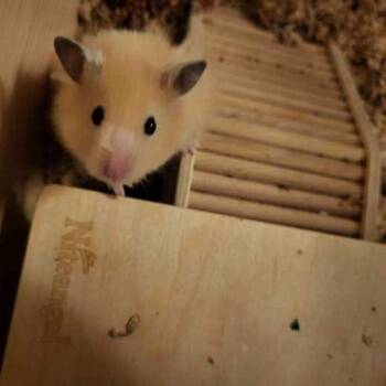 Rescue Hamster Hamsters for Adoption in Haddam, Connecticut - Teddy | PetCurious
