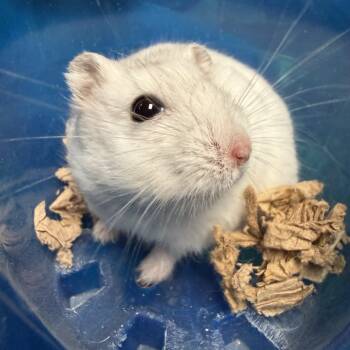 Rescue Dwarf Hamster Hamsters for Adoption in Edinburg, Pennsylvania - Toggle: Video! | PetCurious