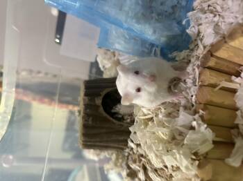Rescue Dwarf Hamster and Hamster Hamsters for Adoption in Irvine, California - Almond | PetCurious