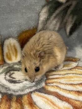 Rescue Hamster Hamsters for Adoption in Annapolis, Maryland - Budweiser | PetCurious
