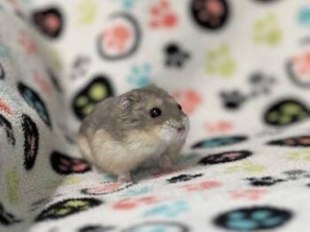 Rescue Hamster Hamsters for Adoption in Annapolis, Maryland - Harriet | PetCurious