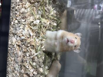 Rescue Hamster Hamsters for Adoption in Howell Township, New Jersey - Darla | PetCurious
