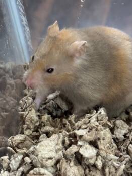 Rescue Hamster Hamsters for Adoption in Indianapolis, Indiana - Excursion | PetCurious