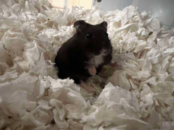 Rescue Hamster Hamsters for Adoption in Frankton, Indiana - Archer | PetCurious