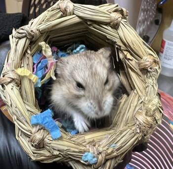 Rescue Hamster Hamsters for Adoption in San Gabriel, California - Skye | PetCurious