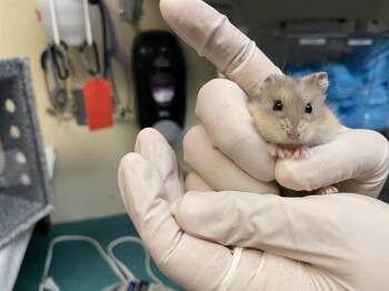 Rescue Hamster Hamsters for Adoption in Pasadena, California - A524862 | PetCurious