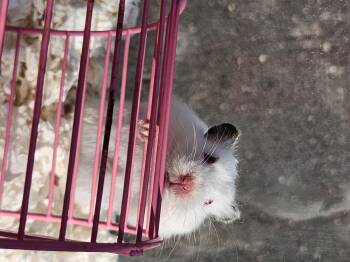 Rescue Hamster and Dwarf Hamster Hamsters for Adoption in Wantage, New Jersey - Sally | PetCurious