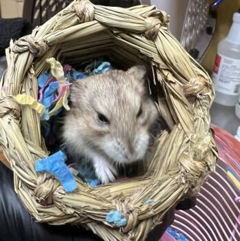 Rescue Hamster Hamsters for Adoption in San Gabriel, California - Zuma | PetCurious