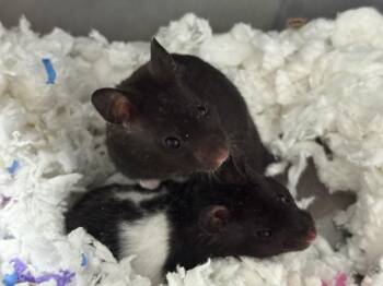 Rescue Hamster Hamsters for Adoption in Patchogue, New York - Skim Milk | PetCurious