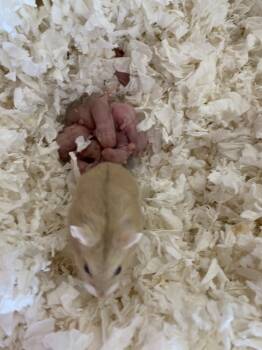 Rescue Hamster Hamsters for Adoption in San Diego, California - Hemansi Baby Girl One | PetCurious