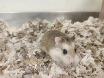 Rescue Hamster Hamsters for Adoption in Santa Cruz, California - SNOOPY | PetCurious