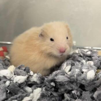 Rescue Hamster Hamsters for Adoption - Shmeevus | PetCurious