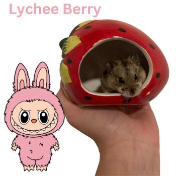 Rescue Dwarf Hamster and Hamster Hamsters for Adoption in Ripon, California - Lychee Berry | PetCurious