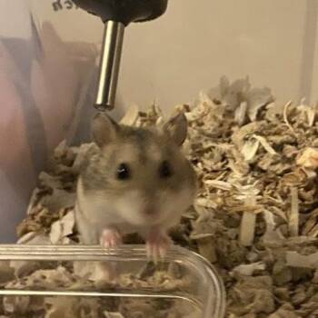 Rescue Dwarf Hamster and Hamster Hamsters for Adoption in Albany, New York - Sweetie | PetCurious