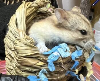 Rescue Hamster Hamsters for Adoption in San Gabriel, California - Everest | PetCurious