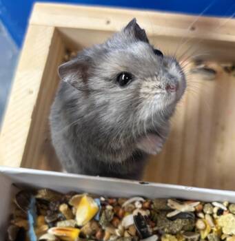 Rescue Dwarf Hamster and Hamster Hamsters for Adoption in Paramus, New Jersey - Dwarf Hamsters! | PetCurious