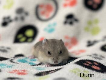 Rescue Dwarf Hamster and Hamster Hamsters for Adoption in Annapolis, Maryland - Durin | PetCurious