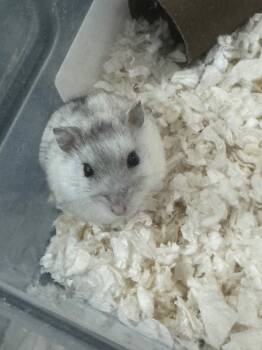 Rescue Hamster Hamsters for Adoption in Indianapolis, Indiana - Asiago | PetCurious