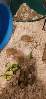 Rescue Hamster Hamsters for Adoption in San Diego, California - Hemanya Baby Boy 1 | PetCurious