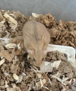 Rescue Dwarf Hamster Hamsters for Adoption in Albany, New York - Jasmine | PetCurious