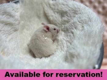 Rescue Hamster Hamsters for Adoption in Eugene, Oregon - Beelzebub, Imperator Of Calamity | PetCurious