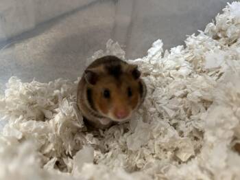 Rescue Hamster Hamsters for Adoption in Manchester, Connecticut - Duck | PetCurious