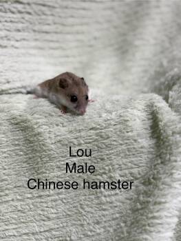 Rescue Hamster Hamsters for Adoption in Howell Township, New Jersey - Lou | PetCurious
