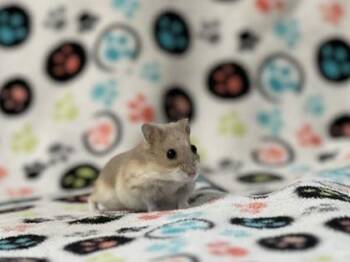 Rescue Hamster Hamsters for Adoption in Annapolis, Maryland - Alice | PetCurious