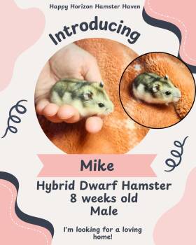 Rescue Hamster Hamsters for Adoption - The Stranger Things Bunch | PetCurious