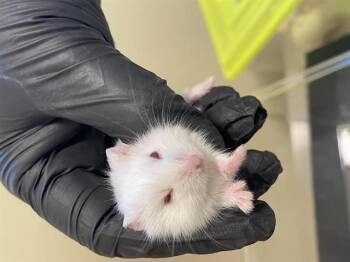 Rescue Hamster Hamsters for Adoption in Pasadena, California - A525343 | PetCurious